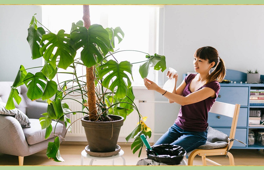 effective method to grow and take care of indoor plants