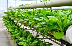 Vertical farming in India