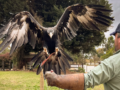 Eagle pest control