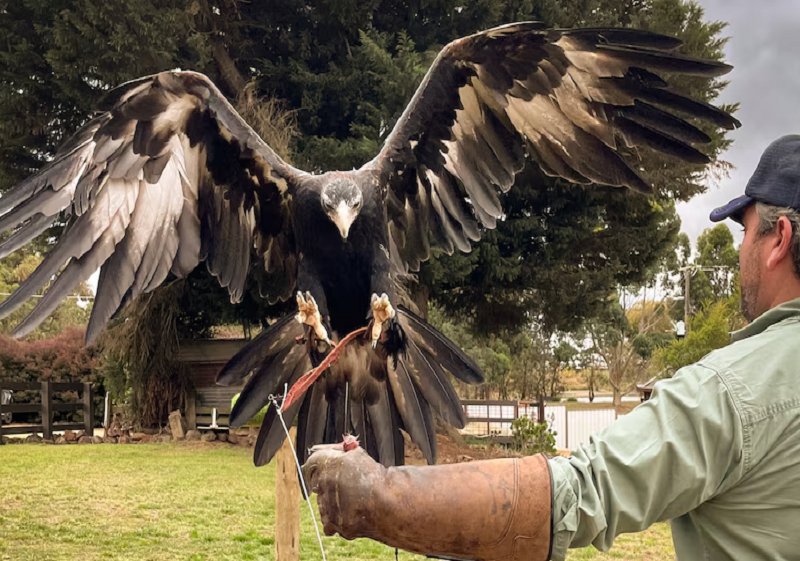 Eagle pest control